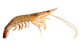 Crustaceans